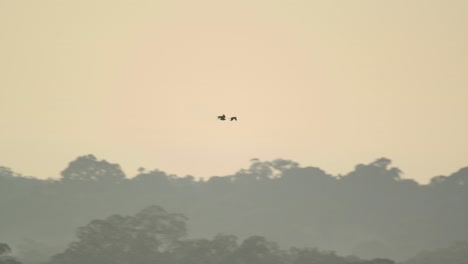 Drei-Rotbaucharas-Fliegen-Am-Späten-Abendhimmel-über-Die-Baumgrenze