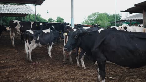 vacas en un cobertizo de la granja