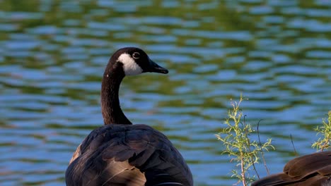 4k footage of canadian goose looking around a pond