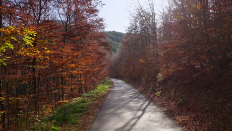 autumn road through a colorful forest