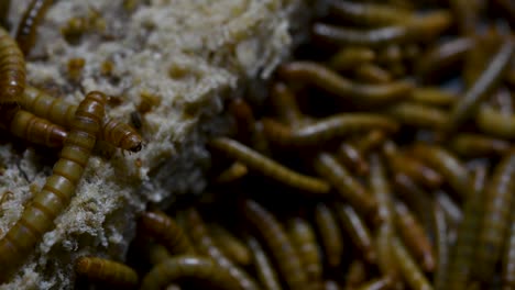 the mealworm is a species of darkling beetle used to feed pets like fish, snakes, birds, and frogs