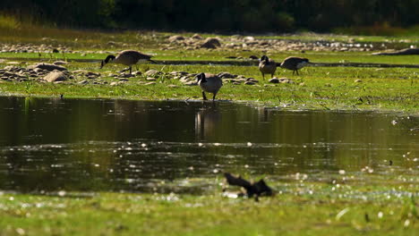 wild goose wading into water with flock of geese eating in background 60p