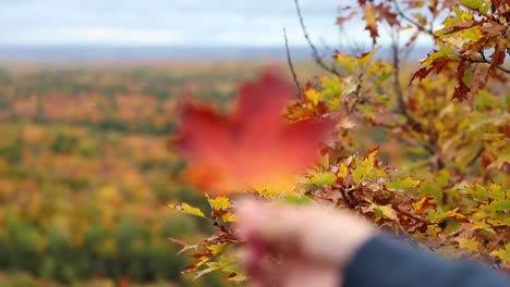 close up of red leaf with large valley in background in slow motion