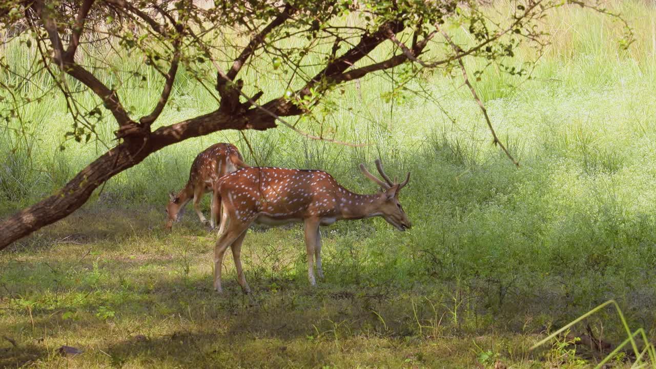 chital o cheetal, también conocido como venado manchado, venado chital y venado de eje, es una especie de venado que es nativa del subcontinente indio. parque nacional de ranthambore sawai madhopur rajasthan india
