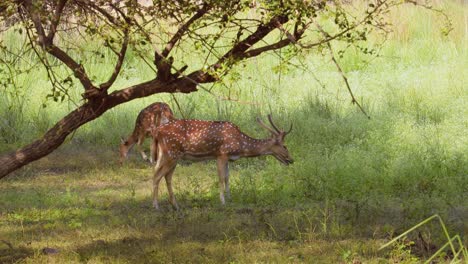 Chital-or-cheetal,-also-known-as-spotted-deer,-chital-deer,-and-axis-deer,-is-a-species-of-deer-that-is-native-in-the-Indian-subcontinent.-Ranthambore-National-Park-Sawai-Madhopur-Rajasthan-India