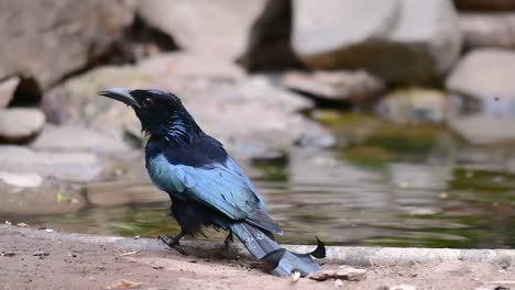 El-Drongo-Con-Cresta-De-Pelo-O-Es-Un-Ave-En-Asia-De-La-Familia-Dicruridae-Que-Era-Conespecífico-Con-Dicrurus-Bracteatus-O-Drongo-Con-Lentejuelas-En-El-Que-Puede-Ser-Difícil-Diferenciar-Entre-Sí