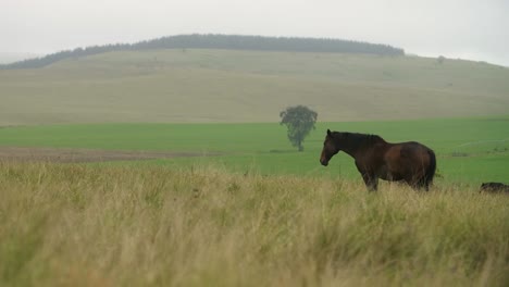 einsames pferd