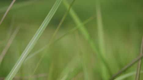 a perennial grass native to tropical and subtropical asia and also introduced to several countries