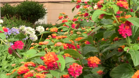 Un-Espacio-En-El-Barrio-Lleno-De-Flores-Lantana-Arbustiva,-La-Planta-Cuyas-Flores-Cambian-De-Color,-Amarillo,-Rojo,-Naranja-Y-Rosa