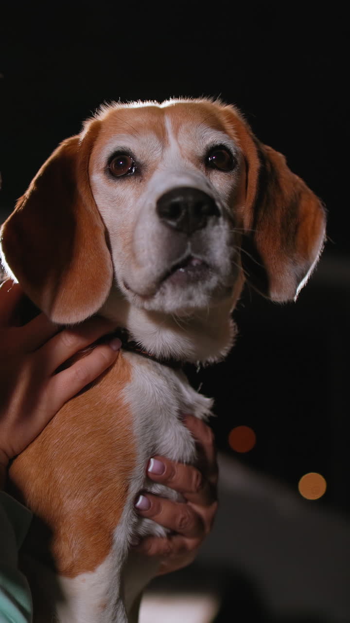 proprietario caucasico che tiene in braccio un beagle di notte con controluce ed effetto bokeh della città, espressione felice con la lingua di fuori, collare e mani delicate, atmosfera da ritratto giocoso, interazione notturna con l'animale domestico, lampione stradale