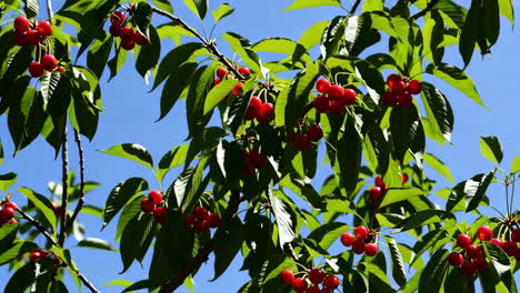 cerezas en el árbol