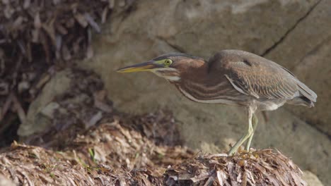 Pequeño-Pájaro-Garza-Verde-Sobre-Algas-Y-Rocas-Alimentándose-De-Insectos-En-Cámara-Lenta