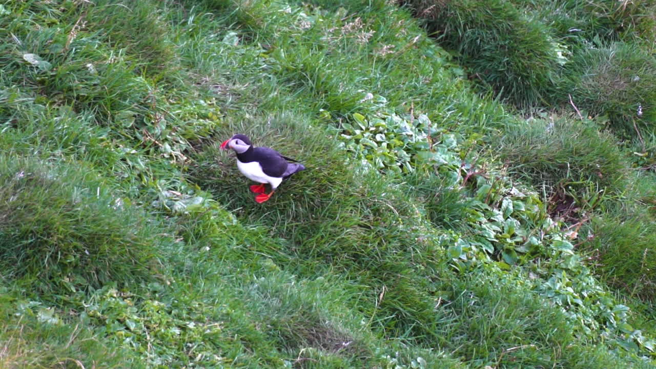 pájaro papagaio solitario en la hierba en la costa de la isla de hemaey, islandia