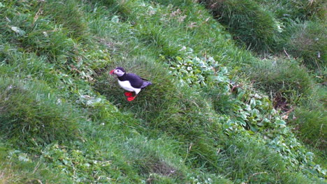 Lonely-Puffin-Bird-in-Grass-on-Coast-of-Heimaey-Island,-Iceland