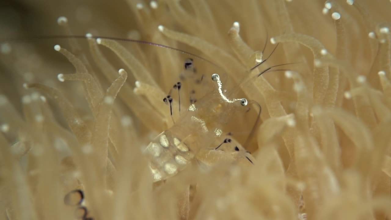 un pequeño camarón limpiador caminando sobre una anémona