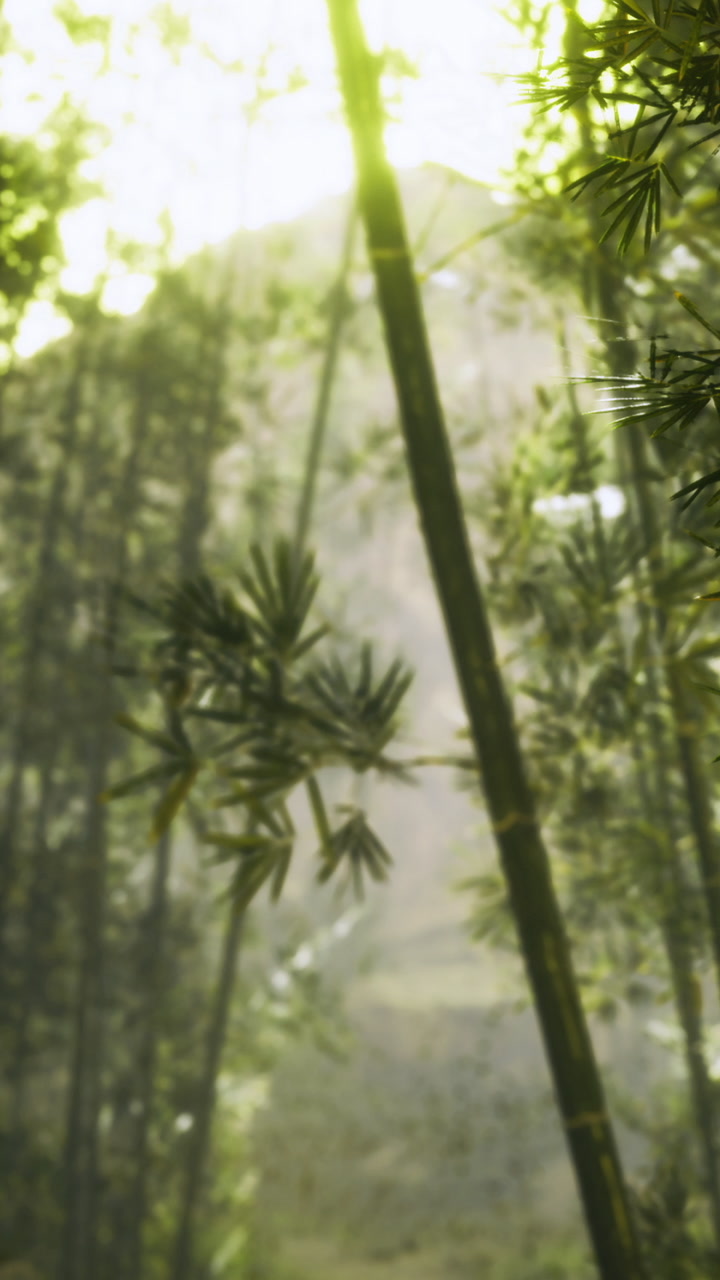 Sunlight streaming through bamboo trees in a serene forest setting