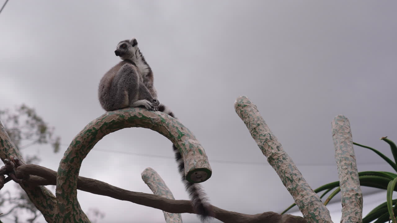 lémur de cola anillada en peligro de extinción sentado en una estructura de escalada en el zoológico