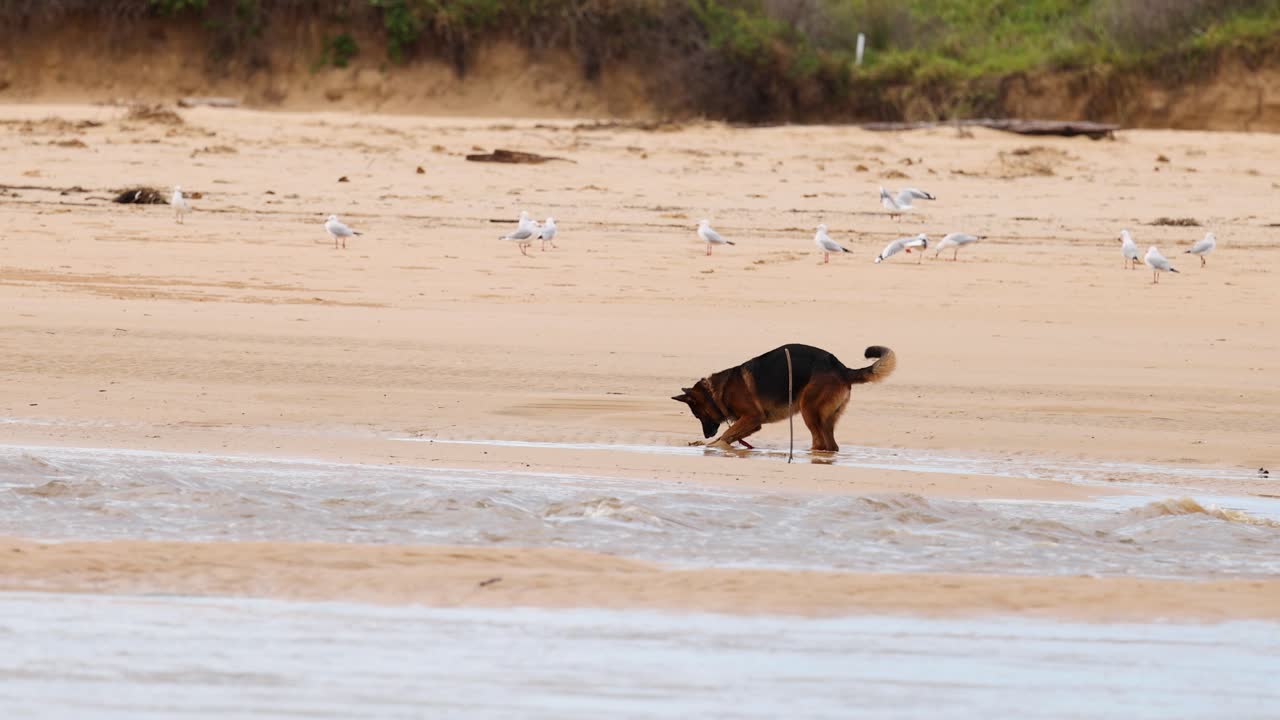 A German Shepherd dog walks along a sandy beach, sniffing the ground near the water's edge under natural daylight