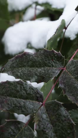 frozen branches