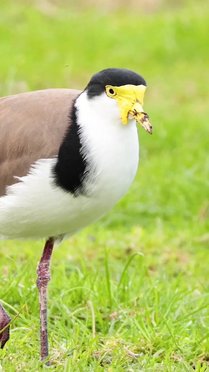 Un uccello pavoncella mascherata cammina e cerca cibo in un campo verde lussureggiante.