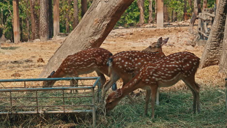 spotted deer eating hay in an enclosure
