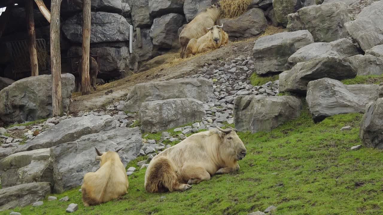 grupo de takin dorados relajándose y masticando hierba en la reserva de vida silvestre