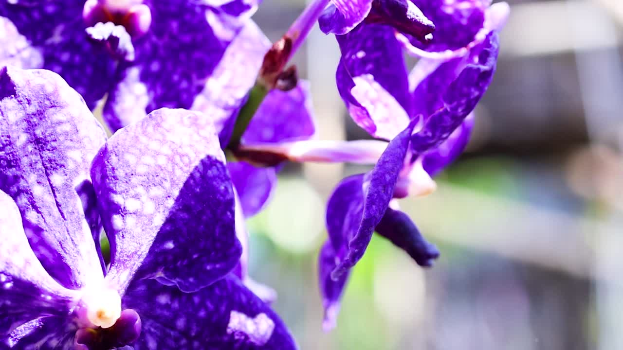 Detailed view of vivid purple orchid petals with a blurred natural background.