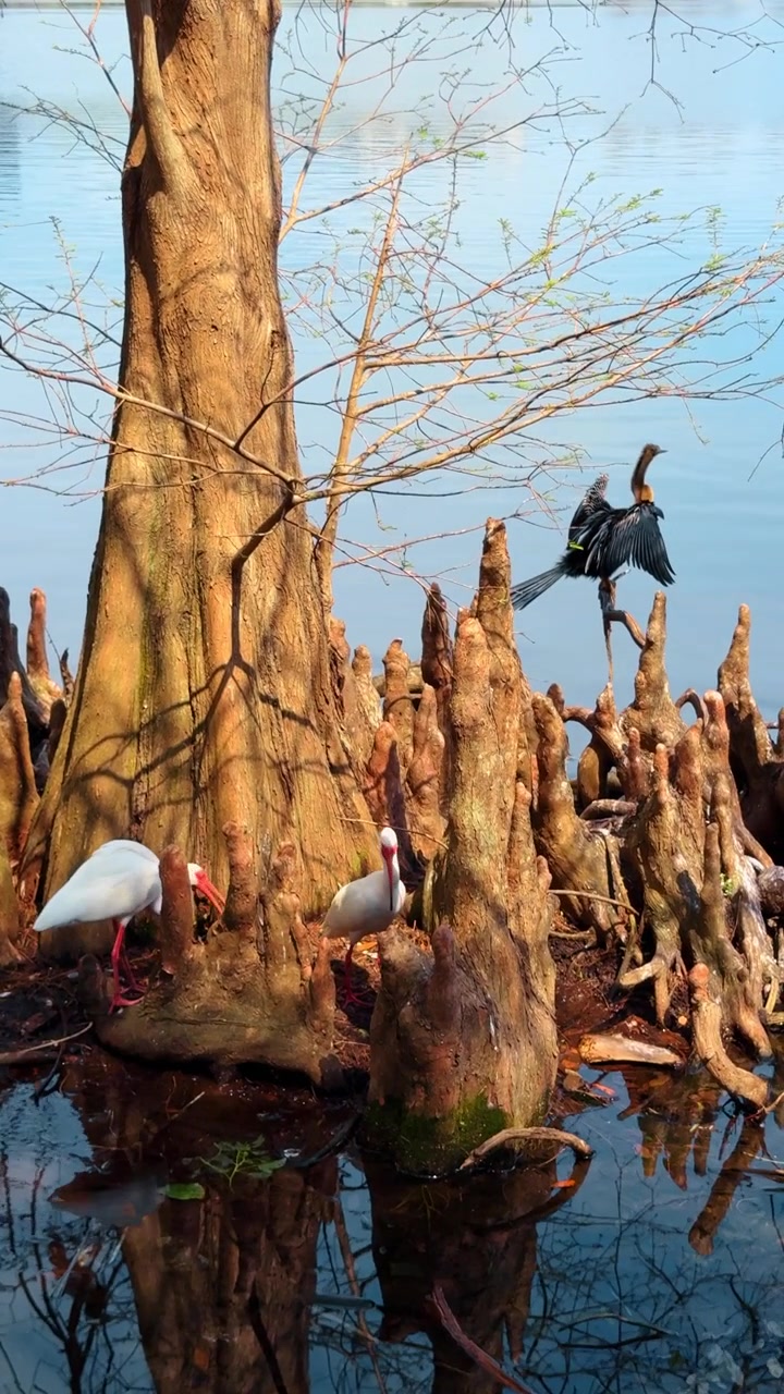 Weiße Ibisse und Anhinga-Vogel auf Zypressenwurzeln im Wasser. Gruppe Vögel auf Zypressenknien am Rande eines Sees. Spiegelung im Wasser, natürlicher Lebensraum, Tierwelt Floridas