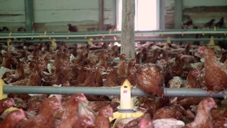 Chickens-in-a-large-barn-looking-for-food-and-friendship