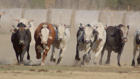 manada de toros alineados corriendo a través de tierras de cultivo en el campo estadounidense