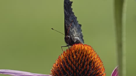 pequeña mariposa tortoiseshell chupando néctar de coneflower púrpura - macro, vista frontal