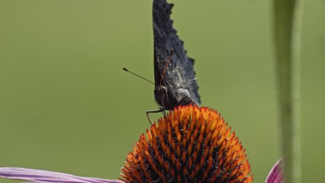 small tortoiseshell butterfly sucking nectar from purple coneflower - macro, front view