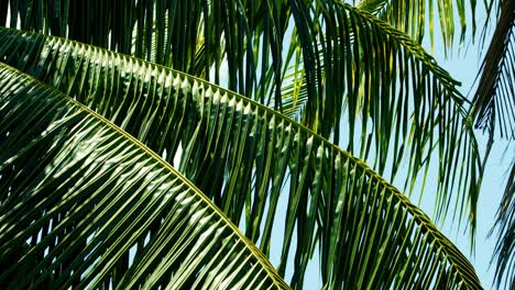 branches de cocotier soufflant doucement dans la brise tropicale