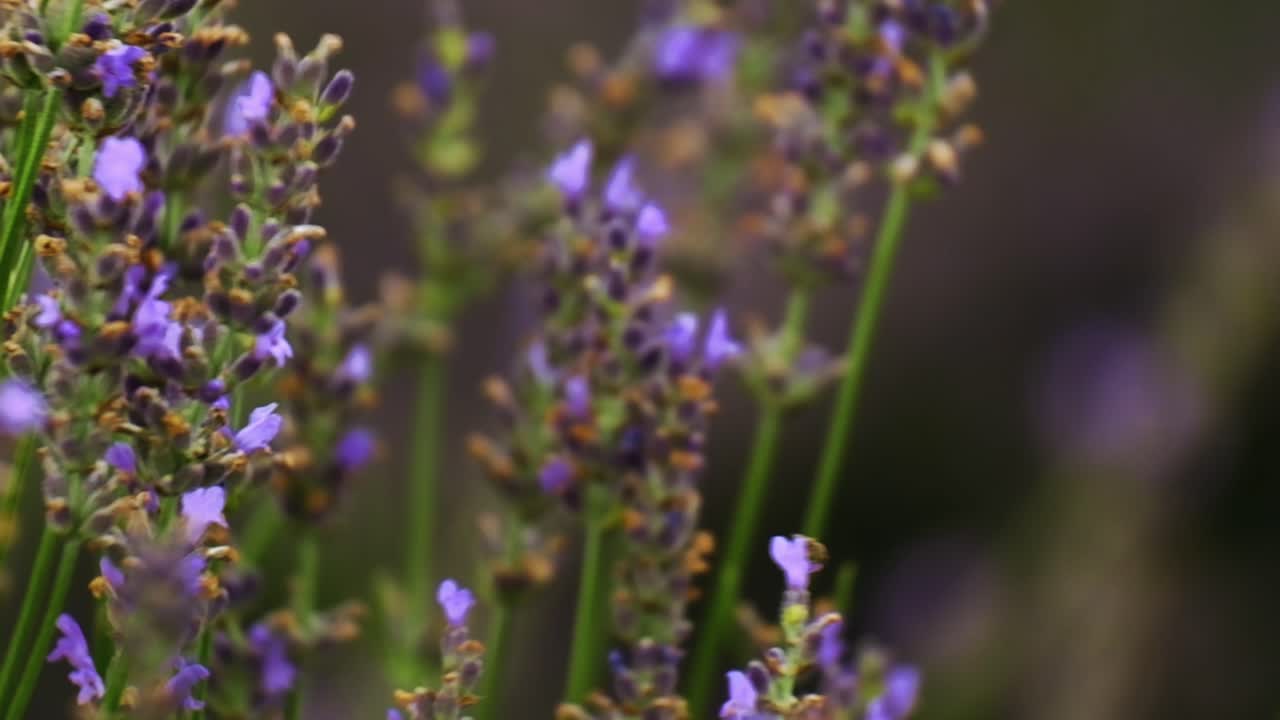 toma de primer plano de flores de lavanda en el campo durante el día soleado
