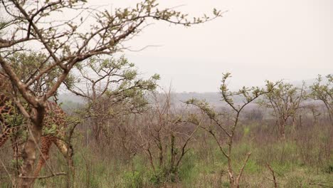 Giraffe-walks-through-trees-and-off-screen