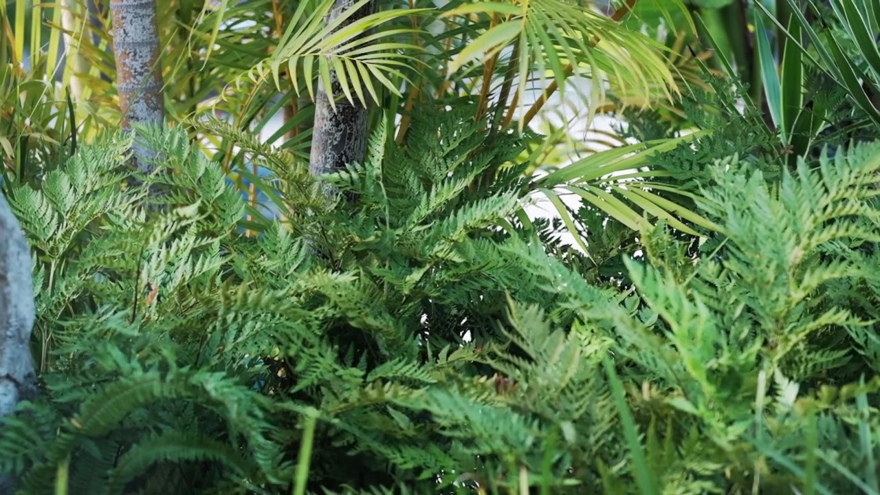 Felci e palme in un giardino tropicale
