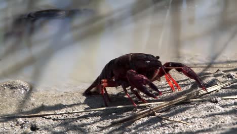 cangrejos en campo de arroz california, estados unidos