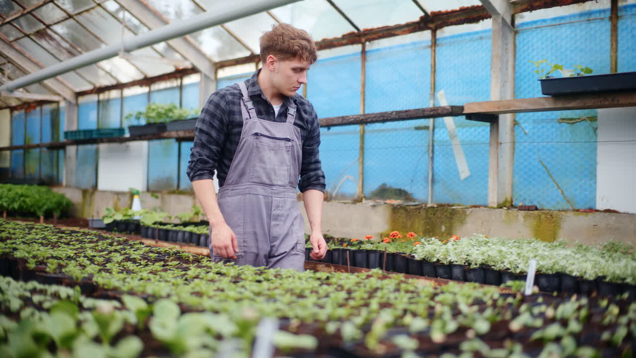 agricultor examinando las plantas en el invernadero