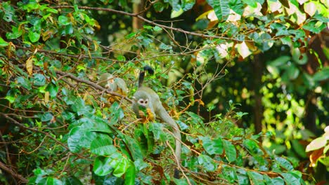 spider monkeys in the rainforest