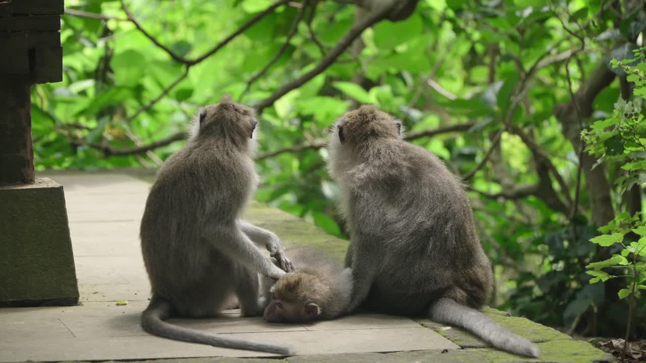 Two macaques sitting closely, grooming third young monkey and relaxing in the natural beauty of Ubud Monkey Forest, heads turn alert to disturbance