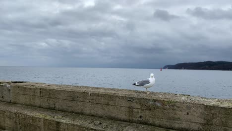 slow motion lonely seagull stands on the breakwater and the russes headed sideways, seaside climate all around