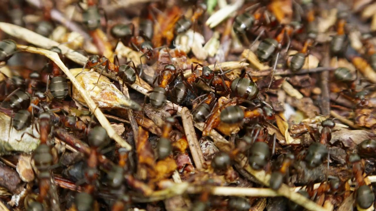 Close-up van veel rode mieren die over droge bladeren en takjes bewegen. Mieren kruipen actief in een dichte groep, natuurlijk afval verkennend. Ideaal voor thema's als natuur, ecologie of ongediertebestrijding. Geen mensen zichtbaar