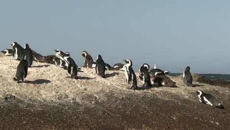 una toma suave y constante de pingüinos africanos saltando desde la orilla a lo largo de la roca hasta el nido