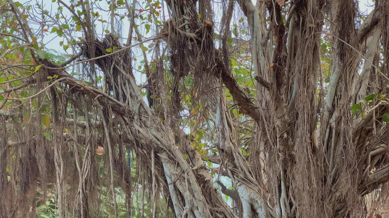 A huge Banyon tree, Ficus benghalensis or Indian banyan is the national tree of India