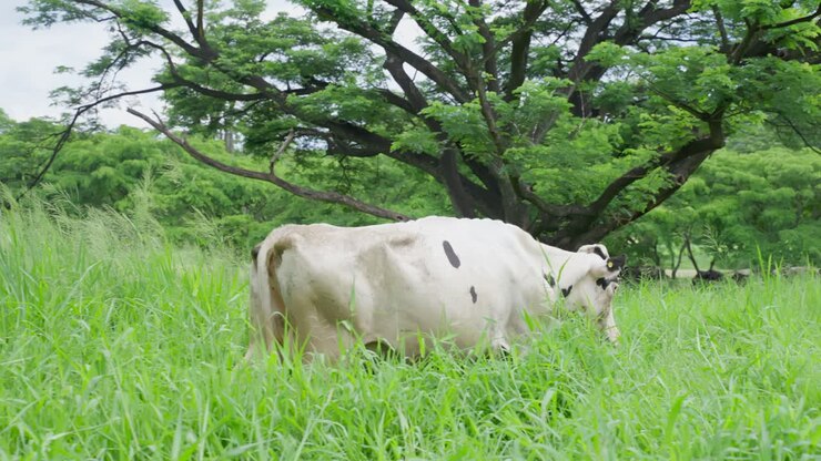 Cow Grazing in a Pasture