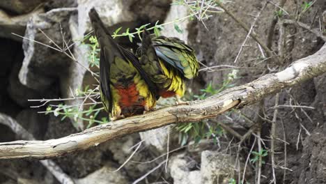 Burrowing-parrots-mating-while-perching-on-a-branch-near-a-cliff,-natural-habitat,-Argentina