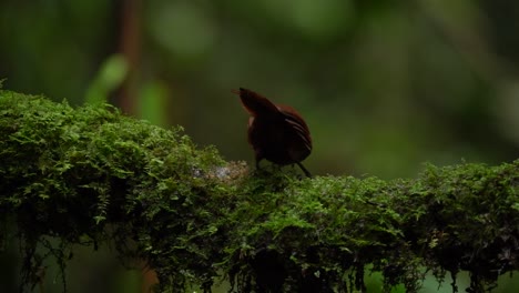 Ein-Stachyris-Thoracica-Vogel-Oder-Weißlätzchenschwätzer-Sucht-Auf-Einem-Moosigen-Ast-Nach-Nahrung