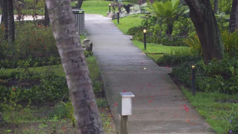 Concrete-pathway-in-rainforest,-pavement-through-lush-jungle-in-Fiji-rain-season