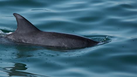 bottlenose dolphin swims and surfaces to exhale and breathe blowing water