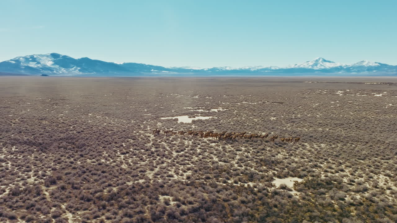 Drone shot of a large herd of elk running through the Nevada high desert in the morning toward beautiful snow capped mountains as dust blows up into the air. Aerial shot, camera flies around